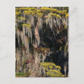 Teichanlage in der Sumpflandschaft Postkarte (Vorderseite)