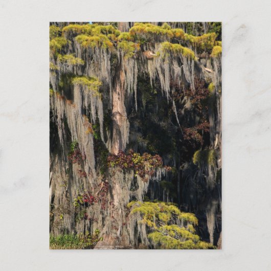 Teichanlage in der Sumpflandschaft Postkarte (Vorderseite)