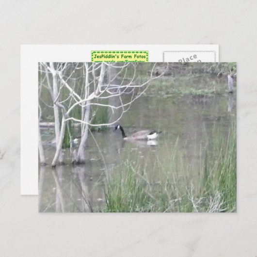 Teichgose Postkarte (Vorne/Hinten)