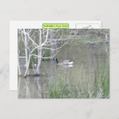 Teichgose Postkarte (Vorne/Hinten)