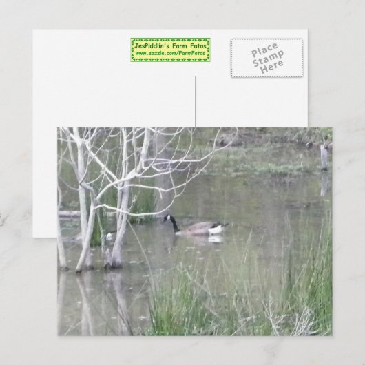 Teichgose Postkarte (Vorne/Hinten)