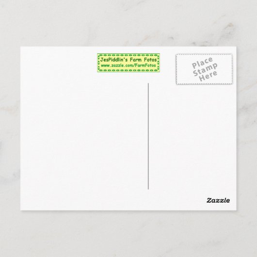 Teichgose Postkarte (Rückseite)