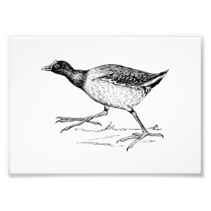 Teichhuhn-Vogelzeichnung Fotodruck