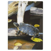 Teichschieberschildkröte im wilden klemmbrett (Rückseite)