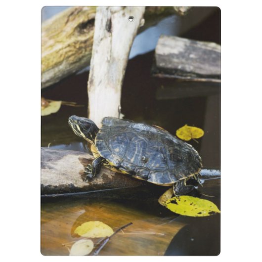 Teichschieberschildkröte im wilden klemmbrett (Rückseite)