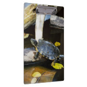 Teichschieberschildkröte im wilden klemmbrett (Rechts)