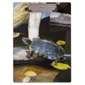 Teichschieberschildkröte im wilden klemmbrett (Vorderseite)