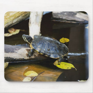 Teichschieberschildkröte im wilden mousepad