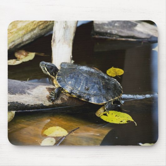 Teichschieberschildkröte im wilden mousepad (Vorne)