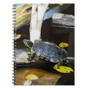 Teichschieberschildkröte im wilden notizblock