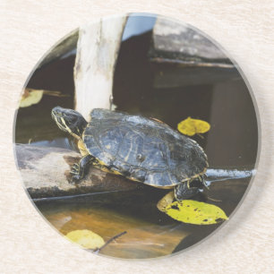 Teichschieberschildkröte im wilden untersetzer