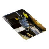 Teichschildkröte in freier Wildbahn Magnet (Rechte Seite)