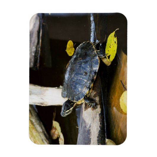 Teichschildkröte in freier Wildbahn Magnet (Vertikal)