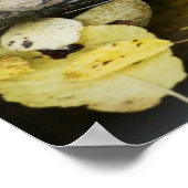 Teichschildkröte in freier Wildbahn Poster (Ecke)