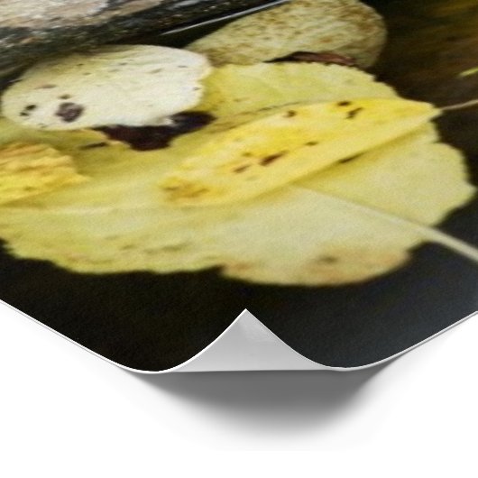 Teichschildkröte in freier Wildbahn Poster (Ecke)