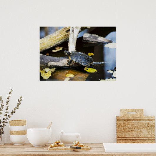 Teichschildkröte in freier Wildbahn Poster (Küche)