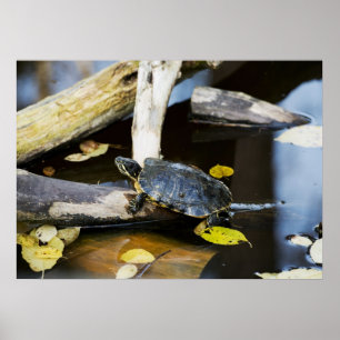 Teichschildkröte in freier Wildbahn Poster