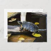 Teichschildkröte in freier Wildbahn Postkarte (Vorne/Hinten)