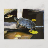 Teichschildkröte in freier Wildbahn Postkarte (Vorderseite)