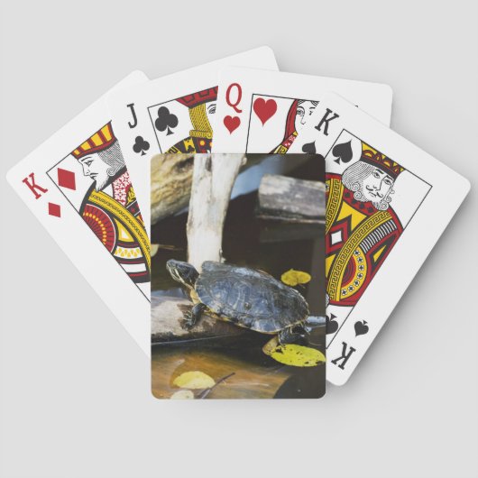 Teichschildkröte in freier Wildbahn Spielkarten (Rückseite)
