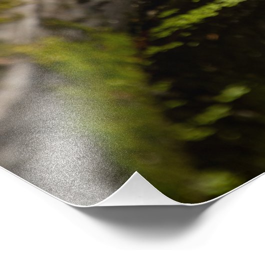 Teichschildkröten Fotodruck (Ecke)