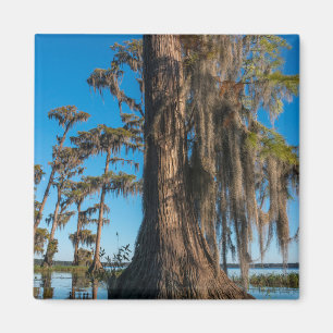 Teichzellenbaum in einem Sumpf Magnet