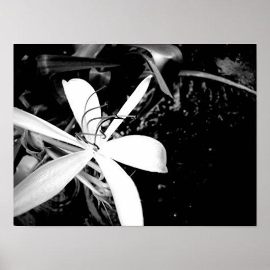 Teiglilie Poster (Vorne)