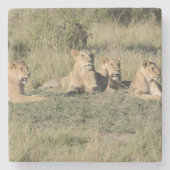 Teil eines Löwenstolzes. Steinuntersetzer (Vorderseite)