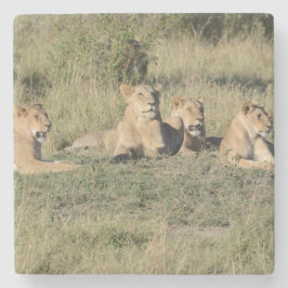 Teil eines Löwenstolzes. Steinuntersetzer