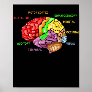 Teile des Gehirnanatomie farbenfrohe Diagramm Lern Poster