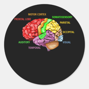 Teile des Gehirnanatomie farbenfrohe Diagramm Lern Runder Aufkleber