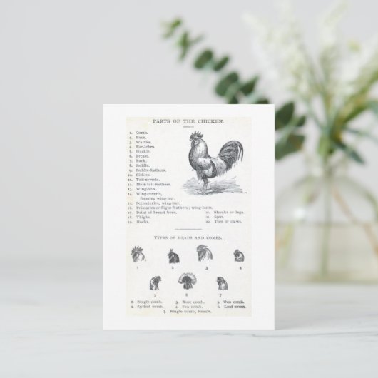 Teile des Hühners Postkarte (Stehend Vorderseite)