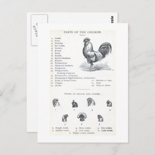 Teile des Hühners Postkarte (Vorne/Hinten)