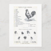 Teile des Hühners Postkarte (Vorderseite)