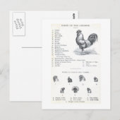 Teile des Huhns Postkarte (Vorne/Hinten)
