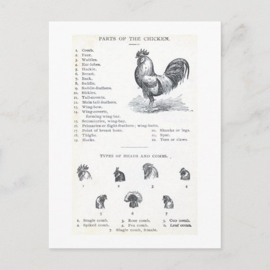 Teile des Huhns Postkarte (Vorderseite)