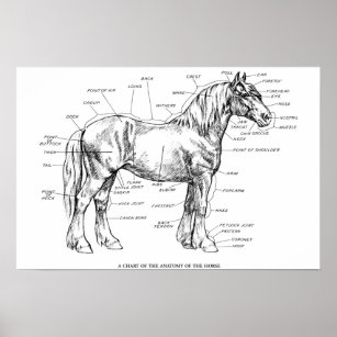 Teile des Pferdes Poster