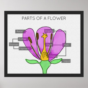 Teile einer Blume Poster