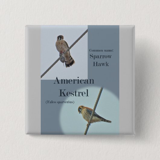 Teile von American Kestrel (Falco sparverius) Button (Vorderseite)