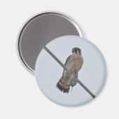 Teile von American Kestrel (Falco sparverius) Magnet (Vorderseite/Rückseite)