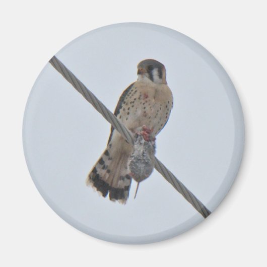 Teile von American Kestrel (Falco sparverius) Magnet (Vorne)