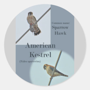 Teile von American Kestrel (Falco sparverius) Runder Aufkleber