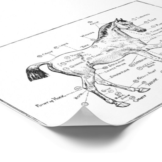 ‚Teile von Pferdekörpern‘ Poster (Ecke)