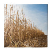 Teils geerntetes Mais-Feld Fliese (Vorderseite)