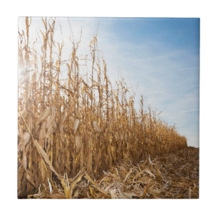 Teils geerntetes Mais-Feld Fliese