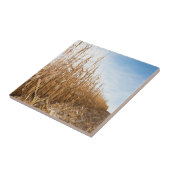 Teils geerntetes Mais-Feld Fliese (Seite)