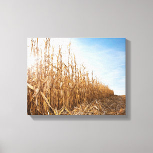 Teils geerntetes Mais-Feld Leinwanddruck
