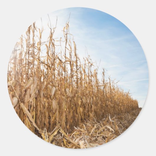 Teils geerntetes Mais-Feld Runder Aufkleber (Vorderseite)