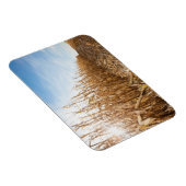 Teilweise geerntetes Maisfeld Magnet (Rechte Seite)