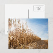 Teilweise geerntetes Maisfeld Postkarte (Vorne/Hinten)